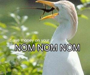 Nom Nommies funny picture